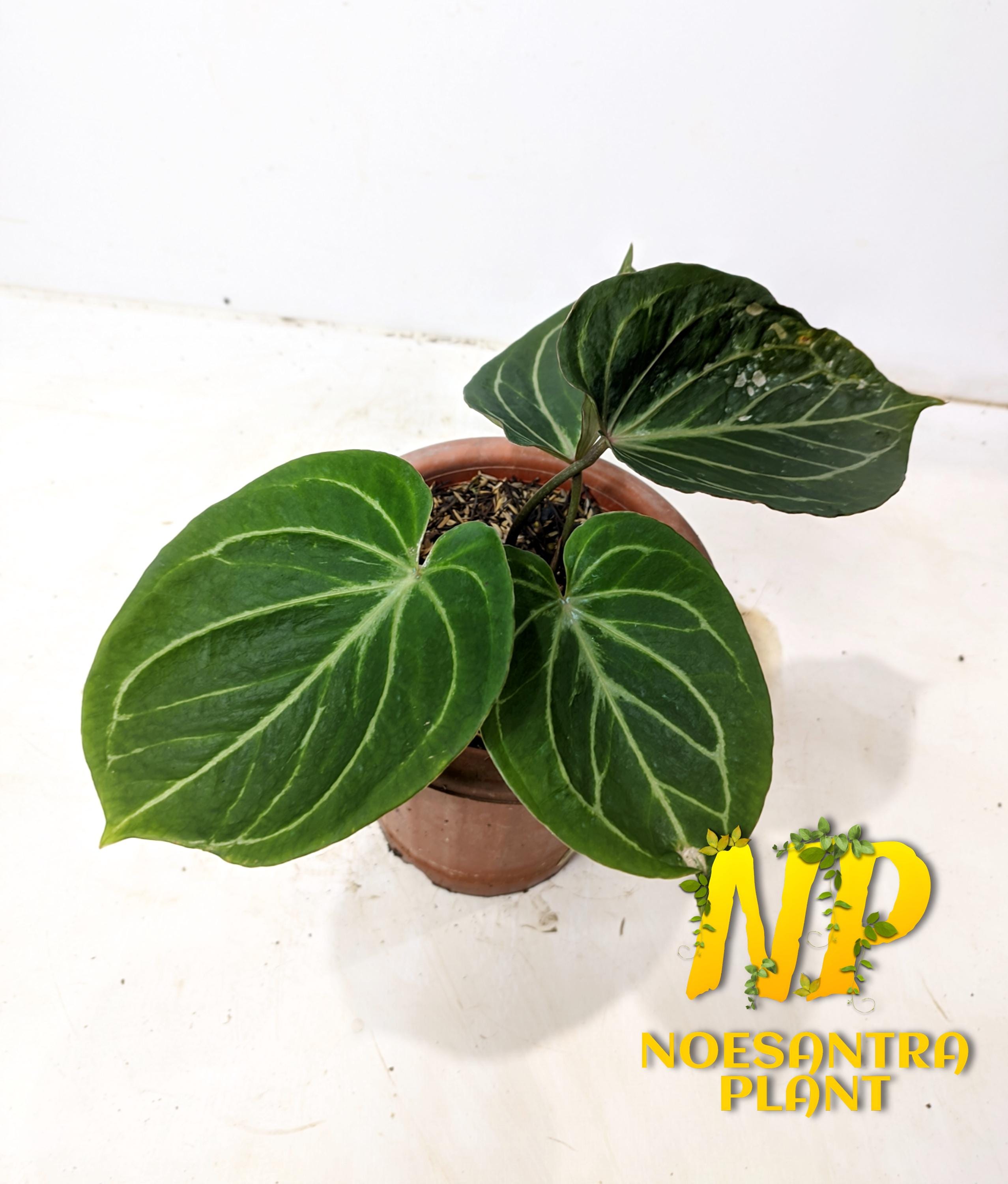 Anthurium King of Spades Butterfly - Etsy