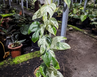 Real Picture Epipremnum Marble Variegated Houseplants