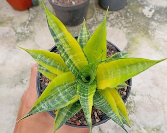 Einzigartige Sansevieria Cordova Gelb variiert sehr Schönheit Schlangenpflanze