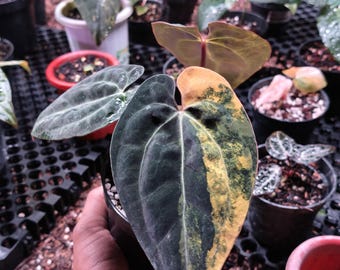 Actual Anthurium RVDP (Red Vein Dark Phoenix) Variegated