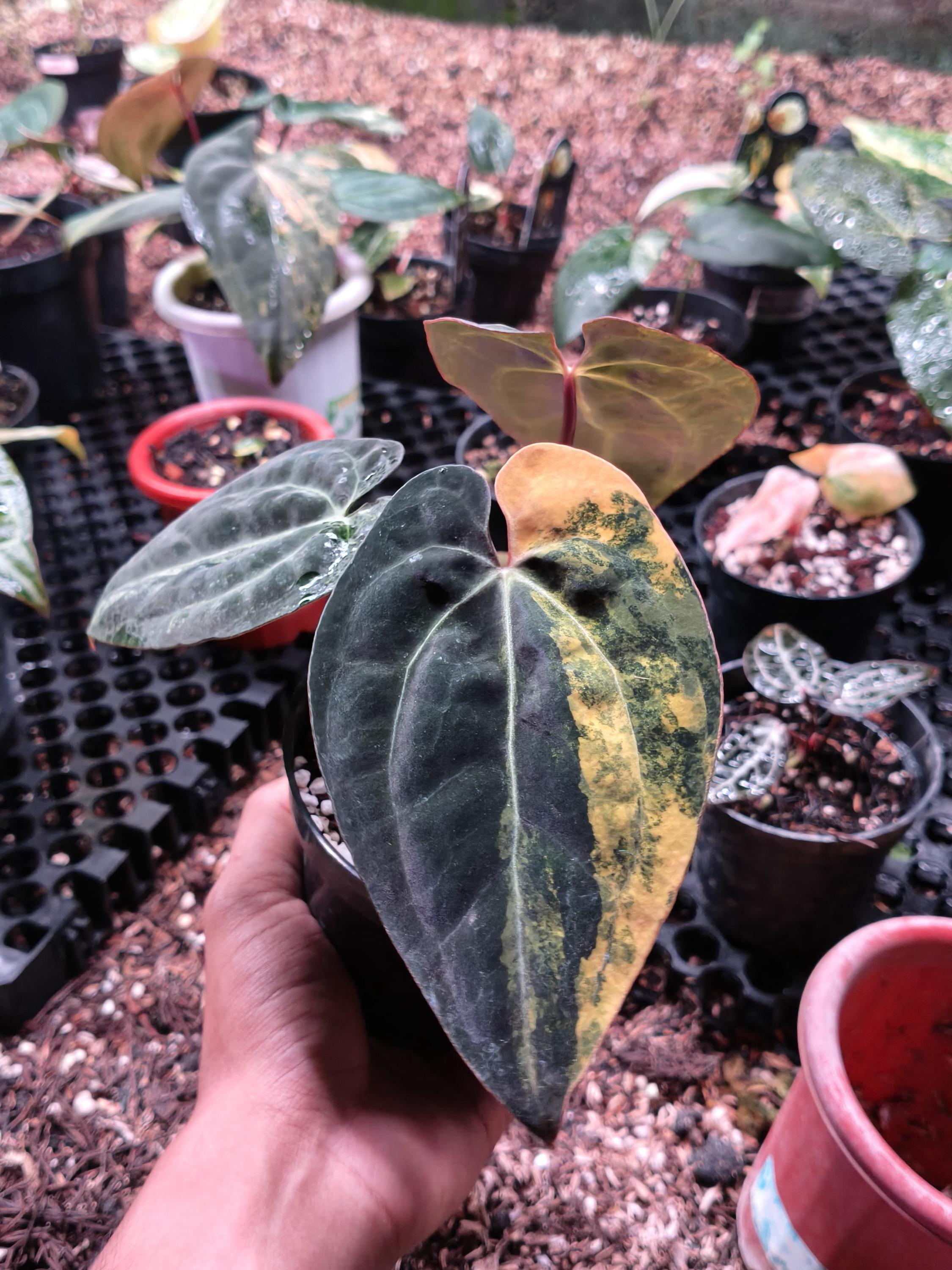 Anthurium dark phoenix - Etsy 日本