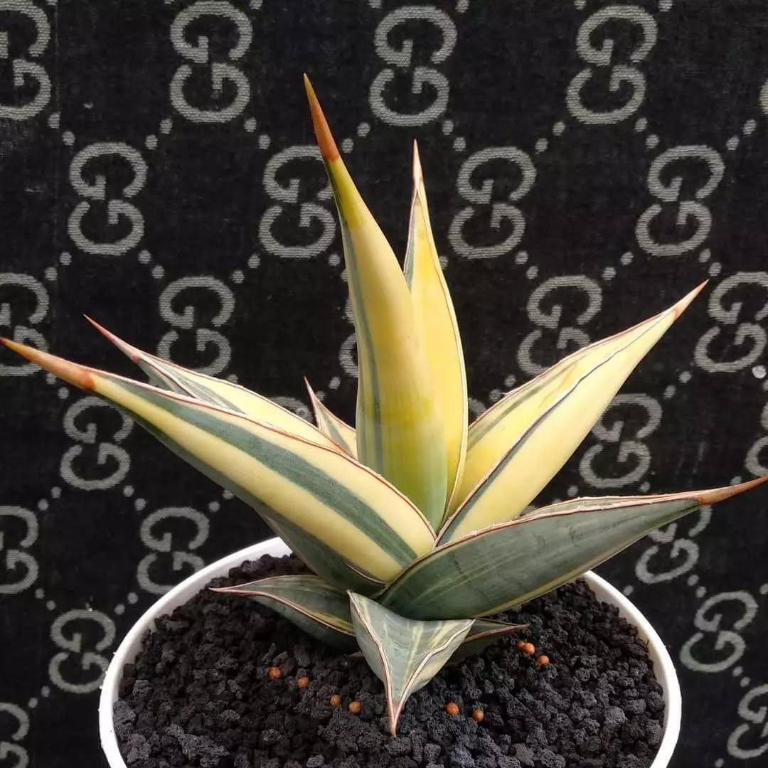 専用 Sansevieria pinguicula Longifoli 専用 Sansevieria
