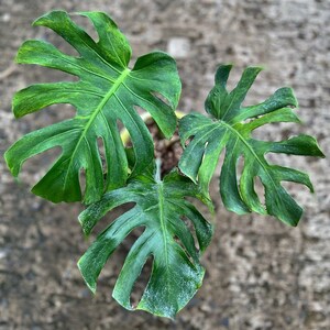 Pode incluir: Vista aérea de uma planta Monstera com folhas grandes e verdes vibrantes. As folhas têm um padrão dividido único e uma textura ligeiramente brilhante. A planta está em vaso e sobre um fundo neutro.