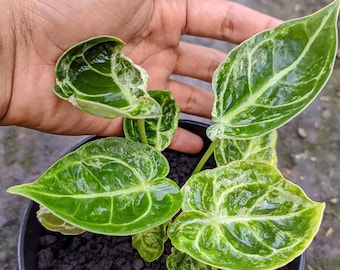 Imagen real de la planta de belleza única de Anthurium Dorayaki