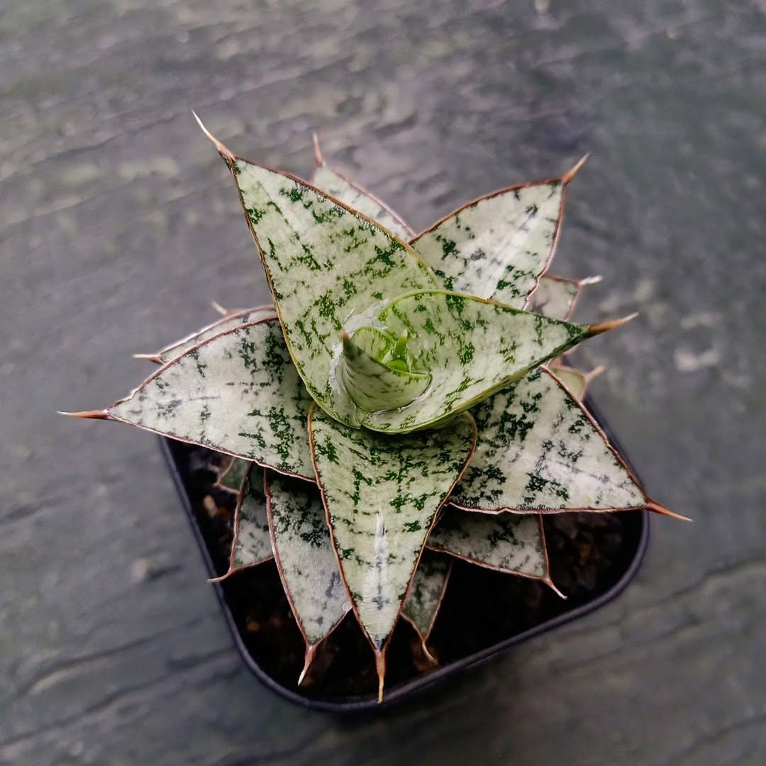Hybrid sansevieria - Etsy 日本