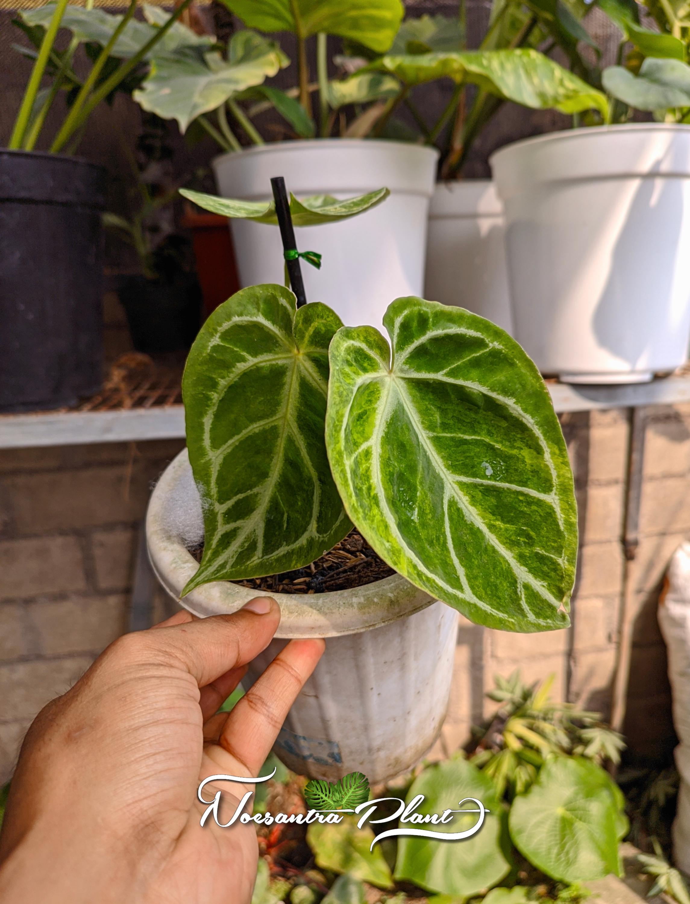 o*n様 【厳選株】アンスリウム シルバーバタフライ silver butter o*n様 【厳選株】アンスリウム シルバーバタフライ silver butter