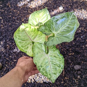 Könnte beinhalten: Nahaufnahme einer Syngonium-Pflanze mit großen, herzförmigen Blättern. Die Blätter sind eine Mischung aus hellem und dunklem Grün mit weißen Flecken und ausgeprägten Adern. Die Pflanze steht in einem Topf, umgeben von dunkler Erde.