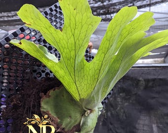 Platycerium Wandae Rare Exotic Large Size Real Picture - Etsy Canada
