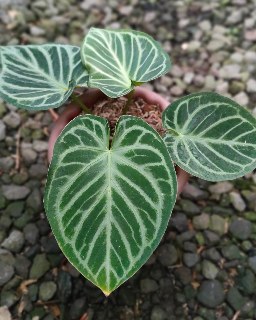 Anthurium Silver Tiger - Etsy