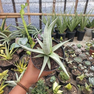 stechpalme groß kaufen Ilex crenata