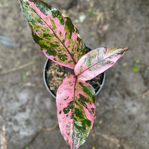 Może przedstawiać: Widok z góry na roślinę doniczkową z żywymi różowymi i zielonymi liśćmi. Liście mają nakrapiany wzór, z dominującym różowym kolorem. Roślina znajduje się w ciemnoszarej doniczce, na rozmytym tle zewnętrznym.