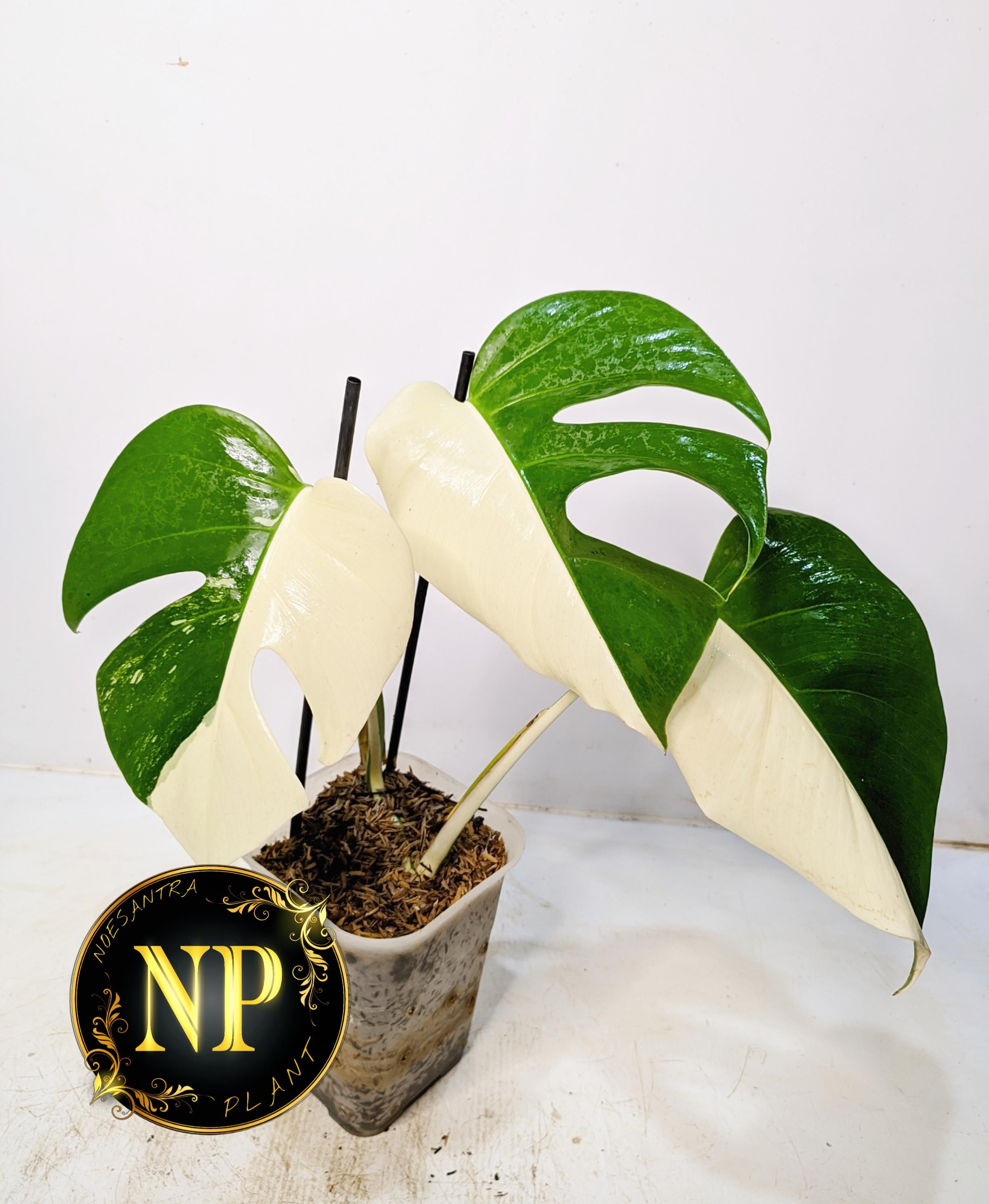 Buy Half Moon Monstera Online In India - Etsy India