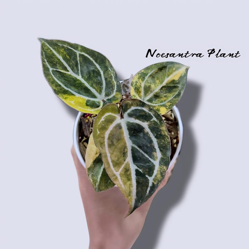 May include: A potted Noesantra plant with large, variegated leaves in shades of green and yellow, featuring prominent white veining. The plant is in a white pot, held by a hand, against a light background. The text "Noesantra Plant" is visible.