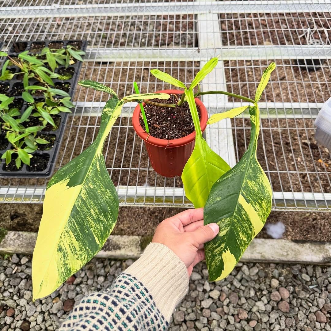 Philodendron Variegated Joepii - Etsy