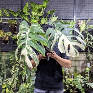 Monstera White Tiger Large Form - Etsy