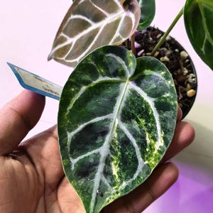Puede incluir: Una planta Anthurium en maceta con hojas en forma de coraz&oacute;n con un patr&oacute;n variegado en verde oscuro y amarillo. El follaje muestra venas claras prominentes y una textura aterciopelada. Se observa una peque&ntilde;a etiqueta azul de planta.