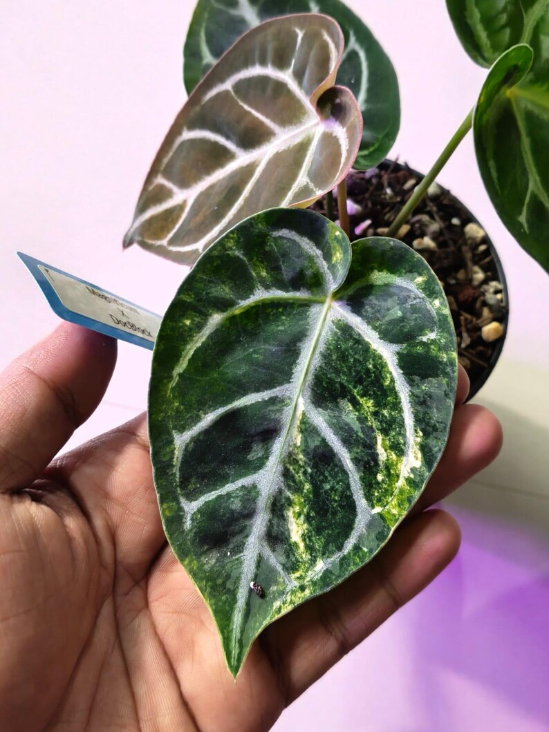 Puede incluir: Una planta Anthurium en maceta con hojas en forma de coraz&oacute;n con un patr&oacute;n variegado en verde oscuro y amarillo. El follaje muestra venas claras prominentes y una textura aterciopelada. Se observa una peque&ntilde;a etiqueta azul de planta.