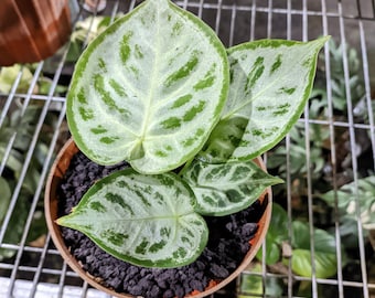Anthurium dorayaki silver x Magnificum Starter Plant (ALL STARTER