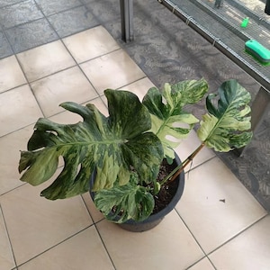 Puede incluir: Una planta de Monstera en maceta con hojas grandes y abigarradas en tonos verdes y crema. La planta está en una maceta negra, colocada sobre un suelo embaldosado. Las hojas tienen divisiones y patrones únicos, mostrando una estética tropical.