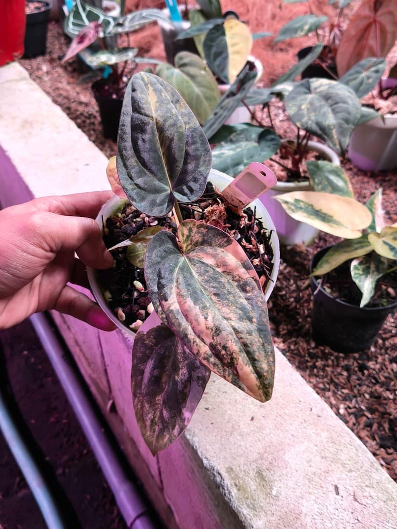 Real Pict Anthurium Papilillaminum X BVIT X Zara Michelle Orange Variegated image 1