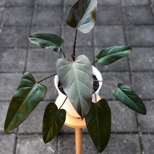 Dark Lord Philodendron - Etsy Canada