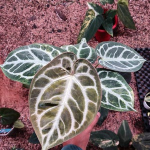 Anthurium Skg Silver - Etsy