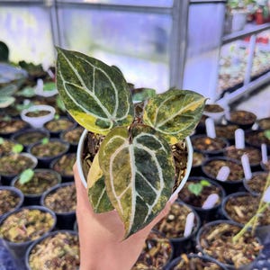 May include: A potted Anthurium plant with large, heart-shaped leaves. The leaves are a mix of dark green, yellow, and white, with prominent veining. The plant is in a white pot, held against a backdrop of other potted plants.