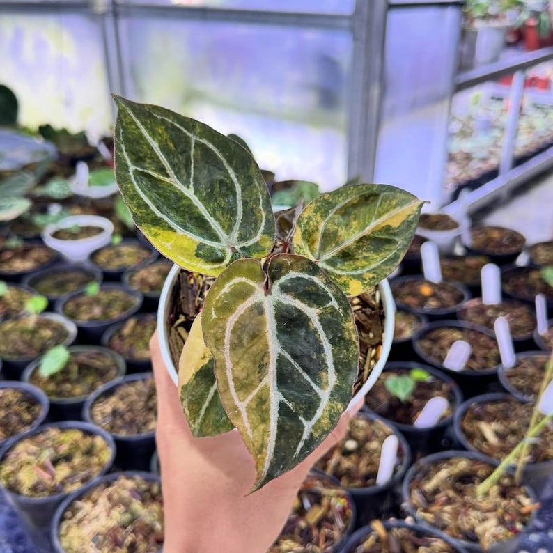 May include: A potted Anthurium plant with large, heart-shaped leaves. The leaves are a mix of dark green, yellow, and white, with prominent veining. The plant is in a white pot, held against a backdrop of other potted plants.