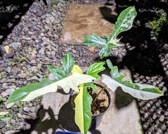 Philodendron Golden Dragon bunte Pflanze