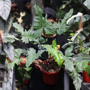 May include: A person holding a potted plant with large, green, deeply lobed leaves. The plant is in a red pot. Other plants with similar foliage are visible in the background, suggesting a greenhouse or plant nursery setting.