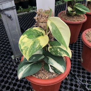 Scindapsus Jade Satin Variegata - Etsy Singapore