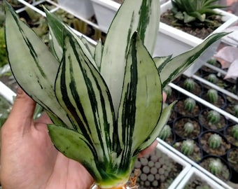 サンスベリア スッフルティコーサ S. suffruticosa Sansevieria suffruticosa (Pencil snake plant)