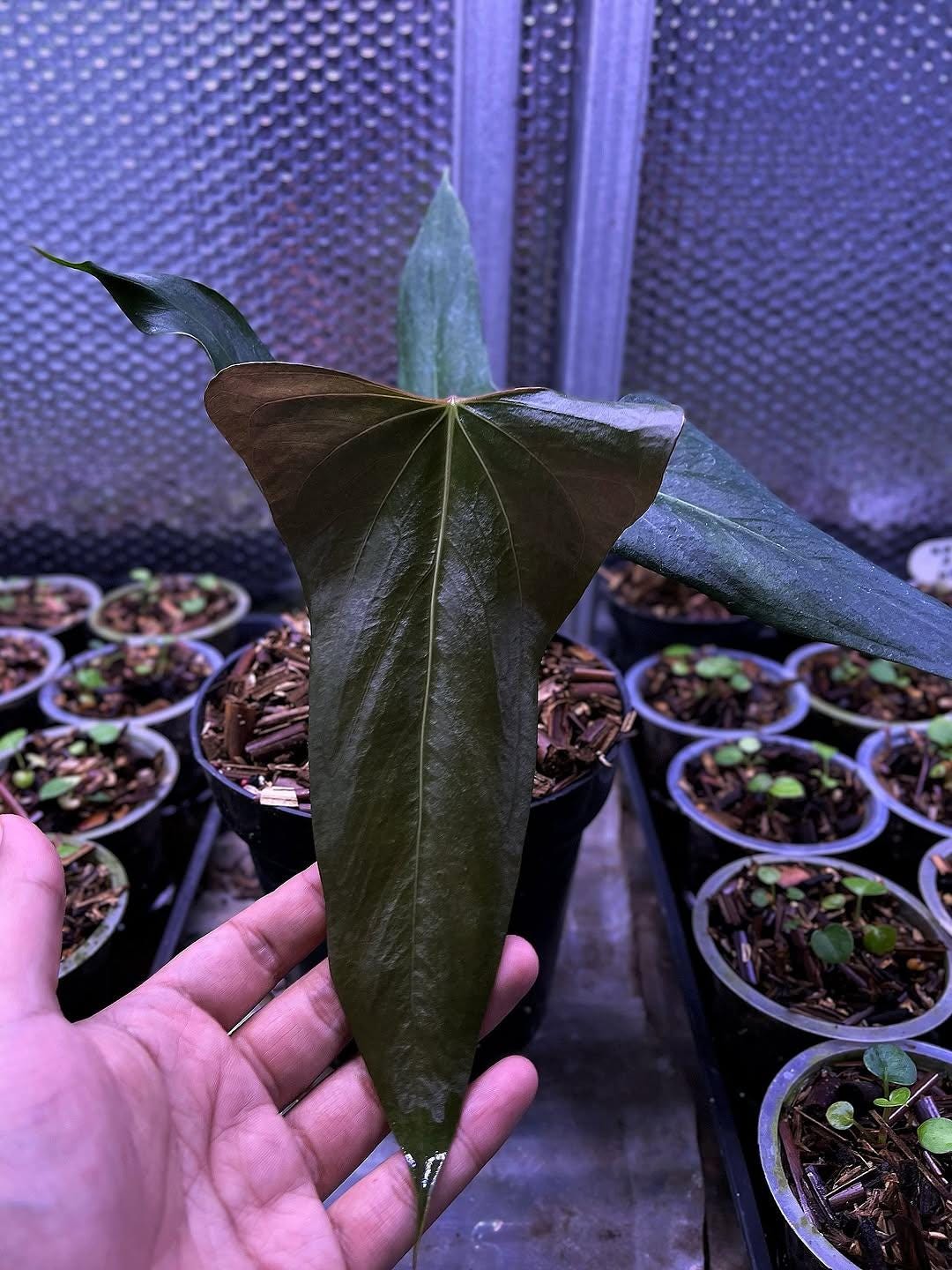Anthurium Black Sweet X Warocqueanum - Etsy