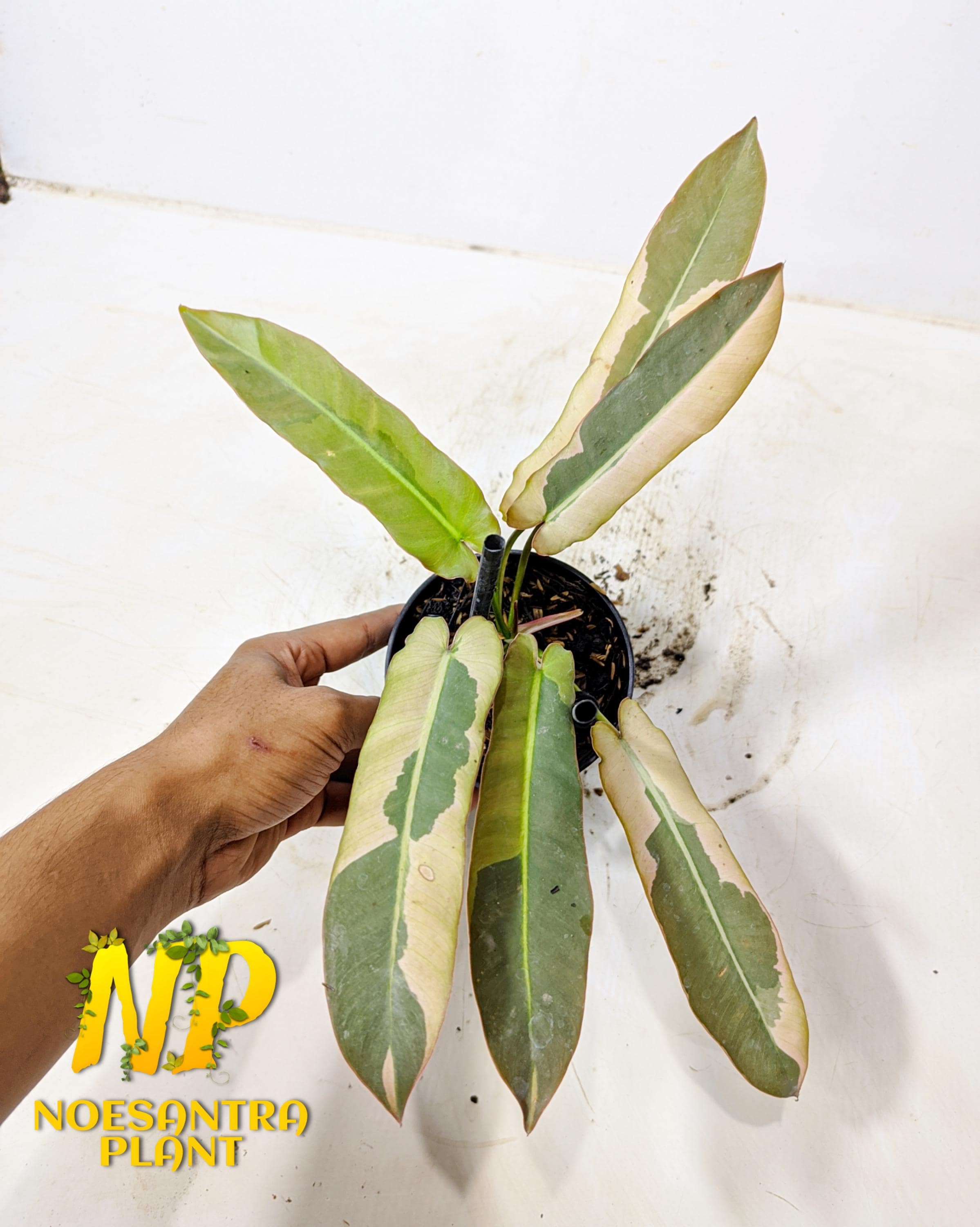 Philodendron atabapoense - Etsy 日本