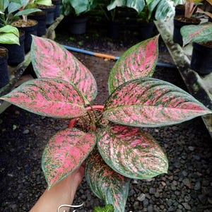 Verklig bild Aglaonema Ruby Giant