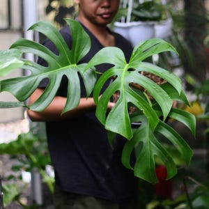 Monstera Brazilian Form - Etsy