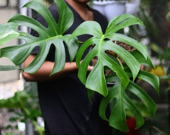 Monstera sierrana Starter Plant (ALL STARTER PLANTS require you to