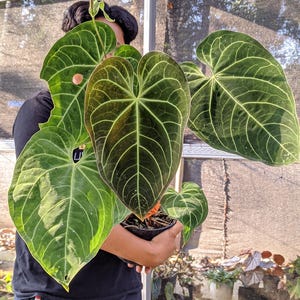 agave zuckerersatz Bio Agavensüße | Agavenpulver | natürlicher Zuckerersatz main image 0