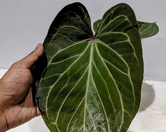 Real Pict Anthurium King Of Spades Butterfly HU Beauty Form Leaves Actual Plant