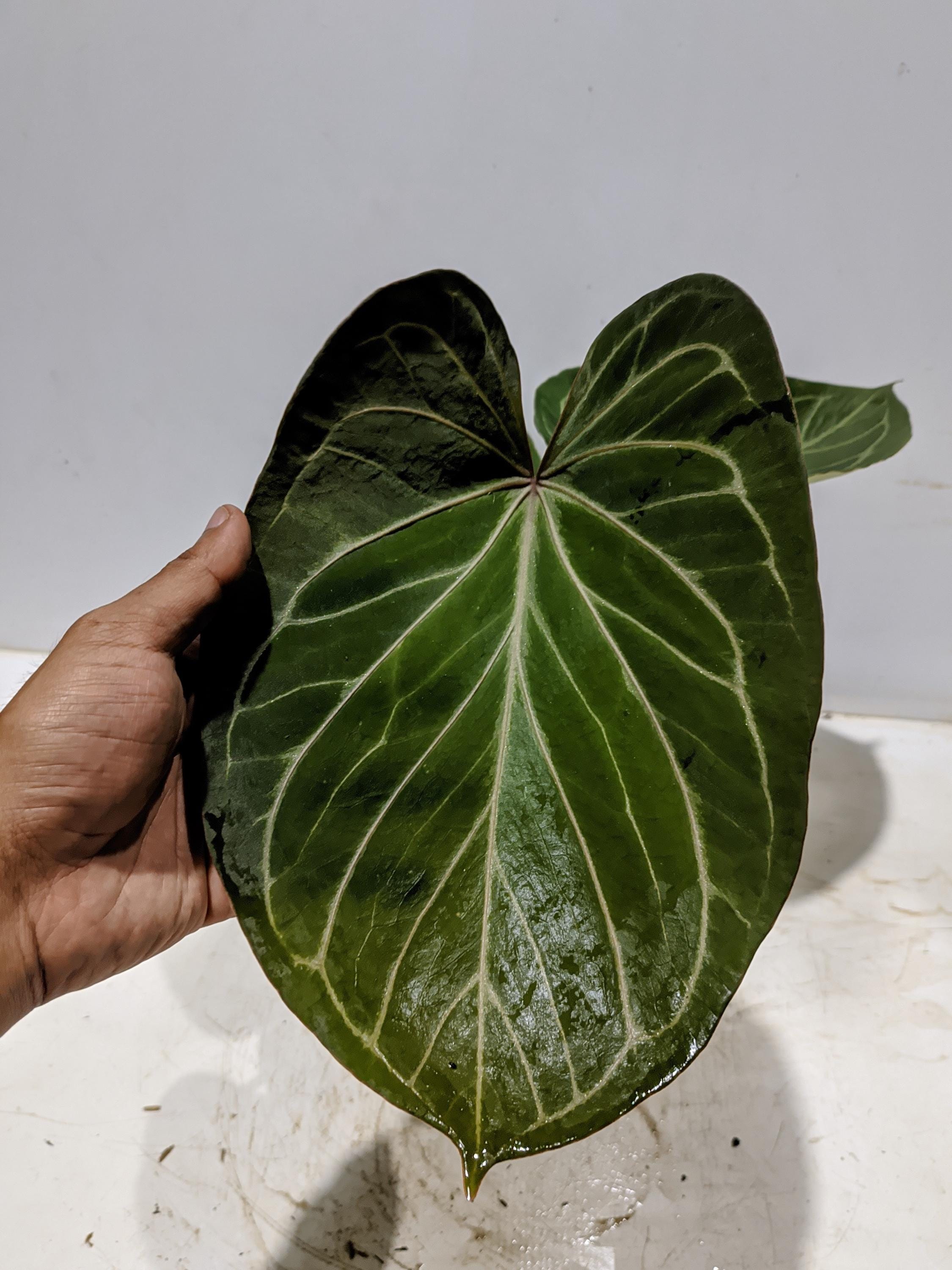 Anthurium king of spades plant - Etsy 日本