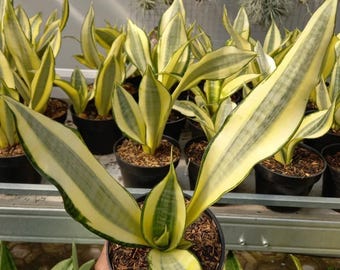 Sansevieria Golden Asahi Variegated Unique Snake Plant