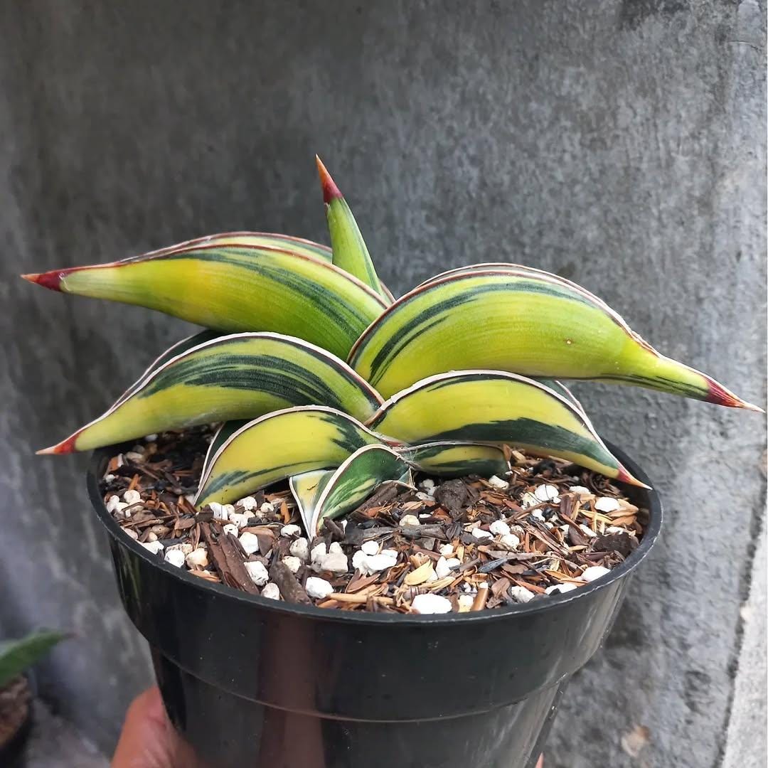 サンセベリア ロリダ ホワイトバエリゲイテット サンセベリア ロリダ ホワイトバエリゲイテット