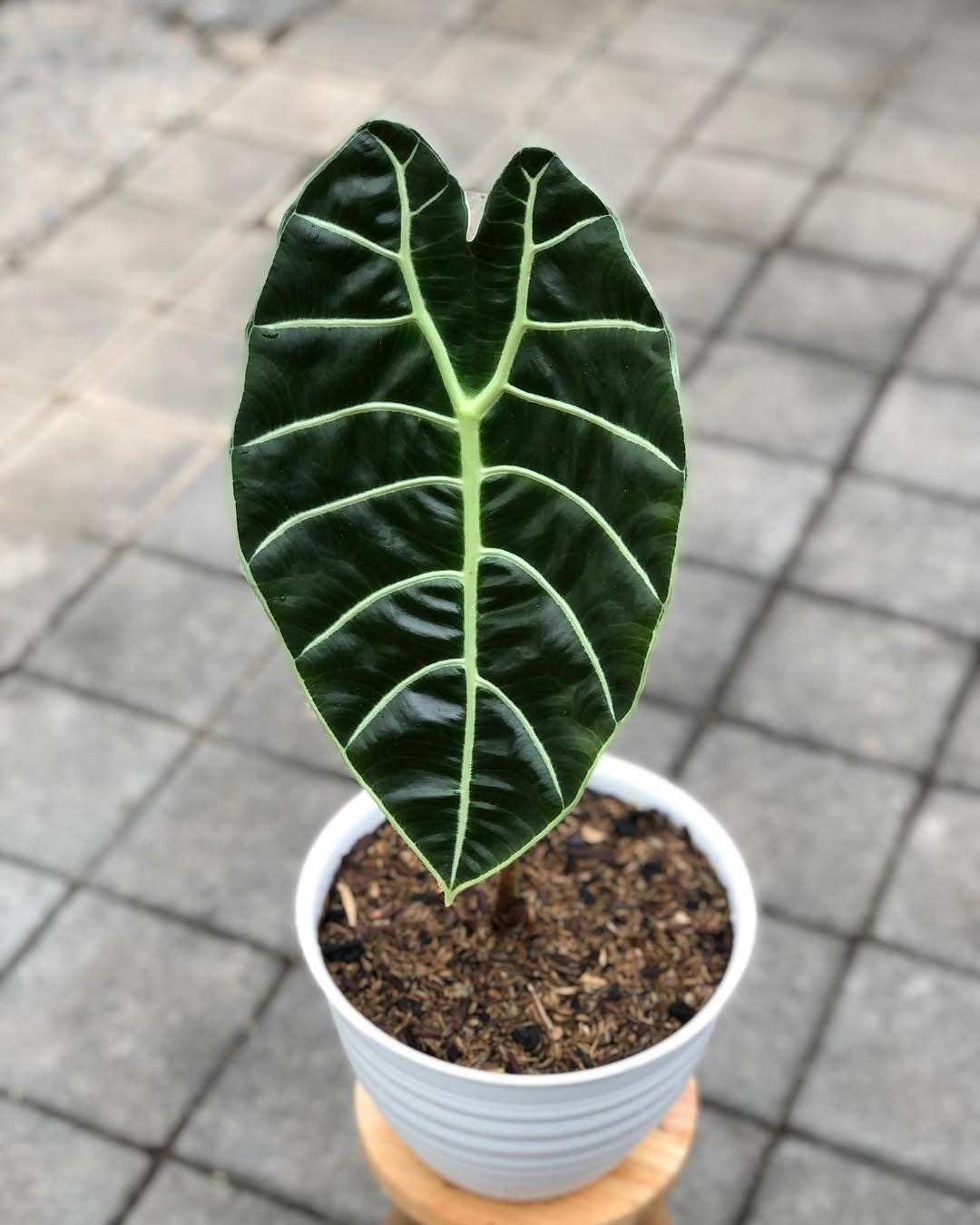 Alocasia watsoniana - Etsy 日本