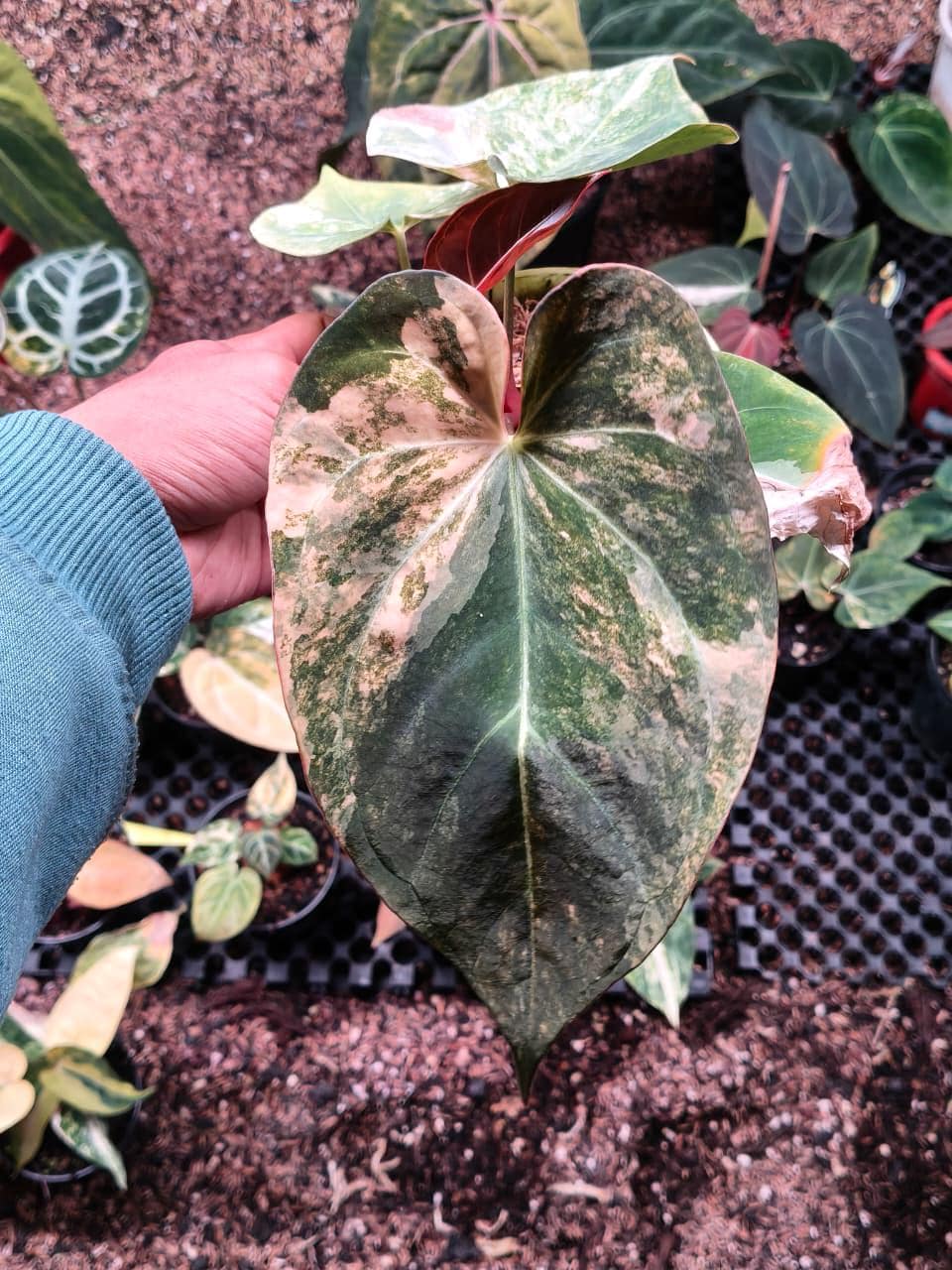 Black Venom Anthurium - Etsy