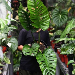 philodendron atom 4