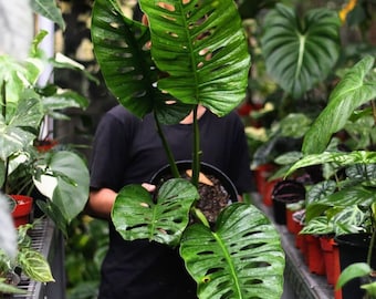 Monstera acuminata de gran tamaño