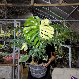 snake plant laurentii Snake Plant Laurentii with Planter - Large (22-24