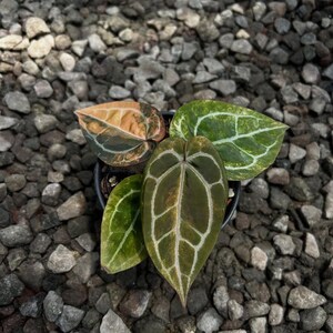 Puede incluir: Una planta en maceta con hojas grandes en forma de coraz&oacute;n. Las hojas muestran una variedad de colores, incluyendo verde, naranja y marr&oacute;n, con prominentes vetas blancas. La planta se encuentra sobre un lecho de peque&ntilde;as piedras grises.