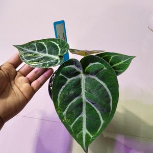 Puede incluir: Una planta Anthurium en maceta con hojas en forma de coraz&oacute;n de color verde oscuro, con venas claras prominentes y un patr&oacute;n variegado en una hoja. Una etiqueta azul est&aacute; insertada en la tierra con el texto Magnificum x Doc.