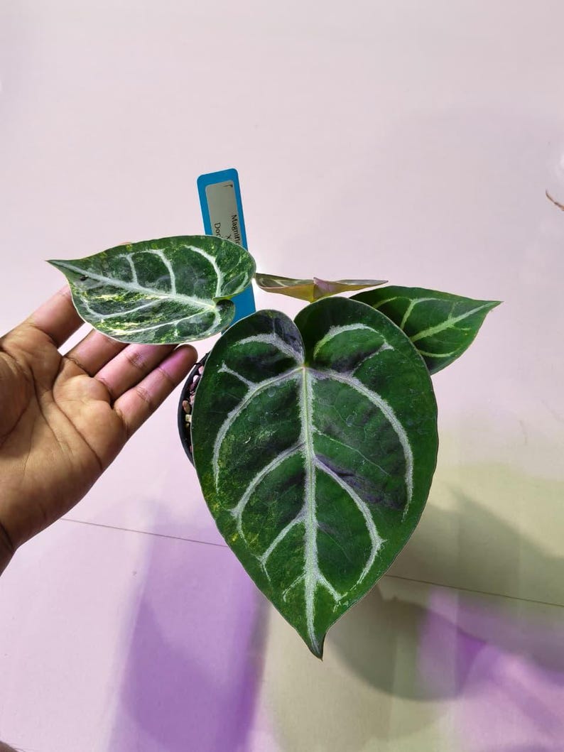 Puede incluir: Una planta Anthurium en maceta con hojas en forma de coraz&oacute;n de color verde oscuro, con venas claras prominentes y un patr&oacute;n variegado en una hoja. Una etiqueta azul est&aacute; insertada en la tierra con el texto Magnificum x Doc.
